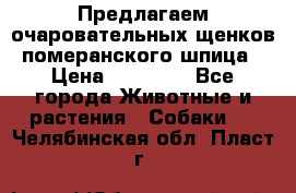 Предлагаем очаровательных щенков померанского шпица › Цена ­ 15 000 - Все города Животные и растения » Собаки   . Челябинская обл.,Пласт г.